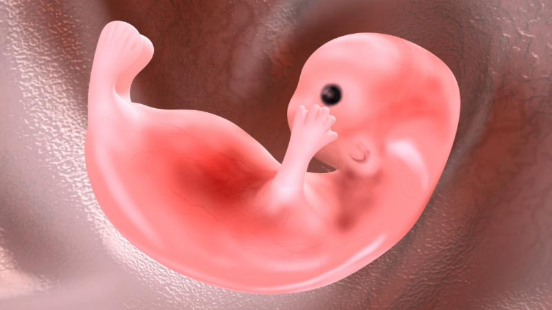 Human Embryo, 6 week old human fetus