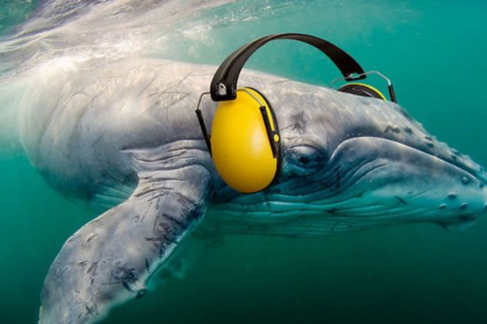 Read more about the article Shipping underwater noise and aquatic animals