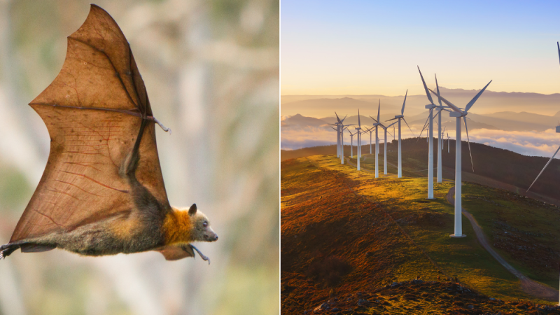 2 Images. Bat, Wind Turbines.