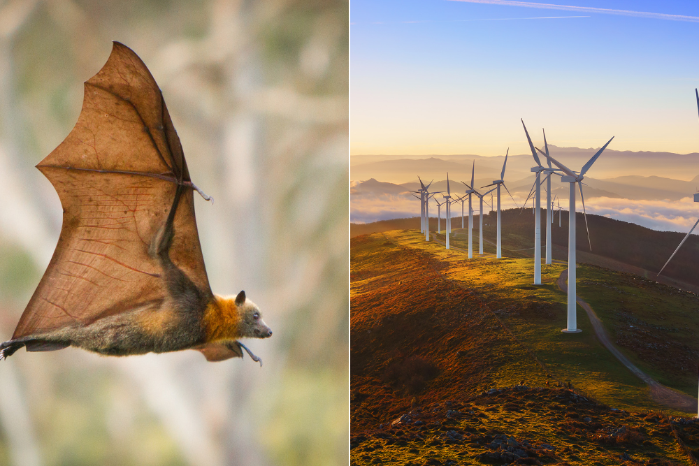 2 Images. Bat, Wind Turbines.
