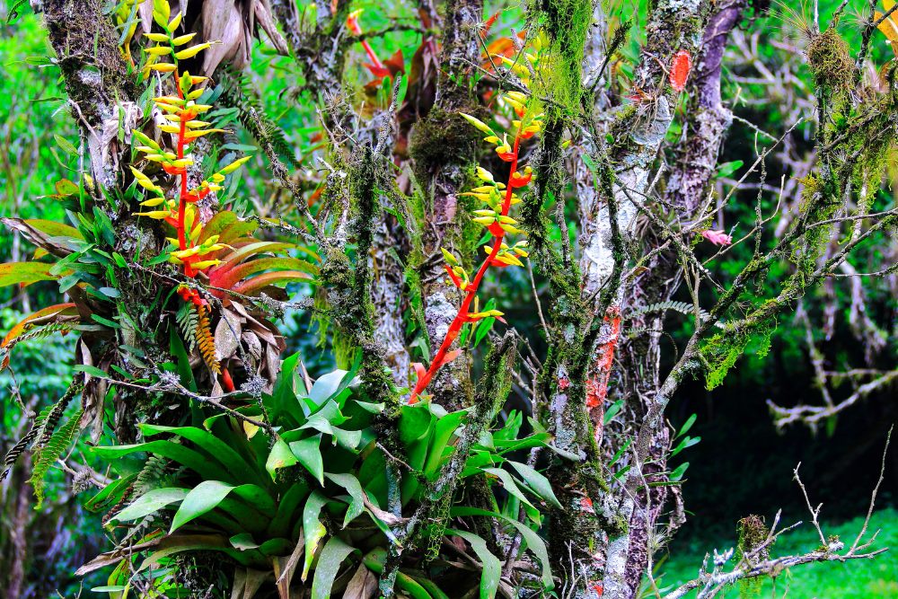 Tropical trees, diversity, Brazilian plants, Southern Brazil
